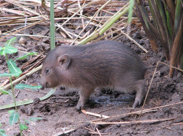 Avec ses 25 cm et ses 9 kg, le cochon pygmée est le plus petit cochon du monde. © Pygmy Hog Conservation Programme